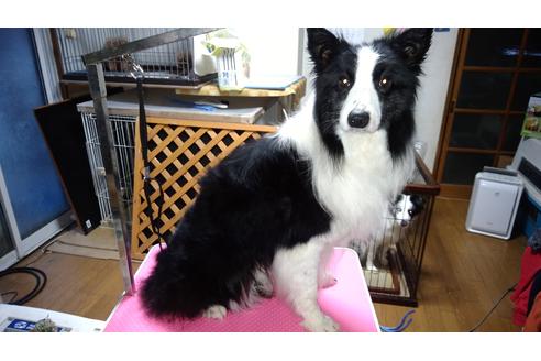 販売中のボーダーコリーの親犬