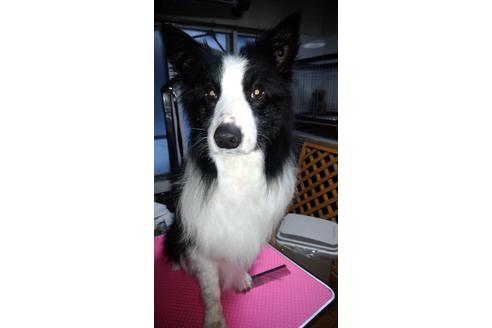 販売中のボーダーコリーの親犬