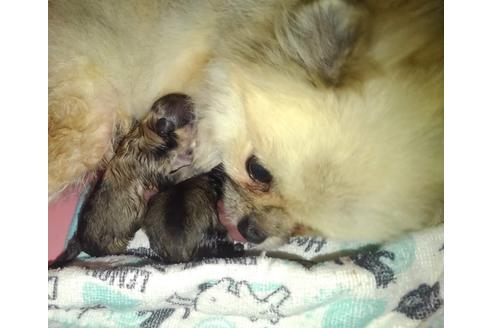 販売中のポメラニアンの親犬