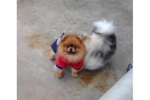 販売中のポメラニアンの親犬