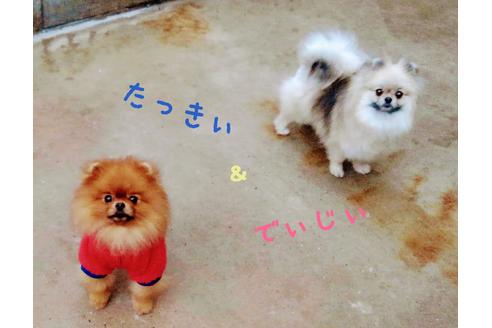 販売中のポメラニアンの親犬