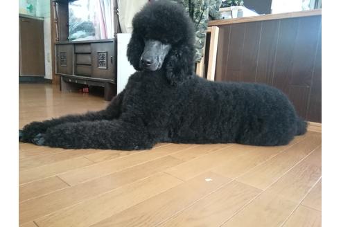 販売中のスタンダードプードルの親犬