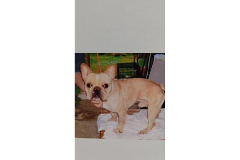販売中のフレンチブルドッグの親犬