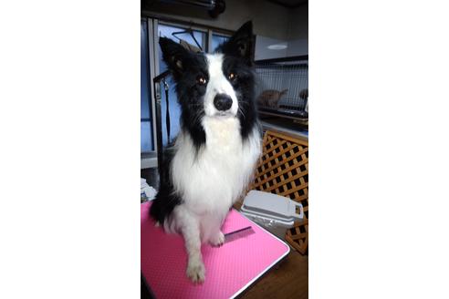 販売中のボーダーコリーの親犬