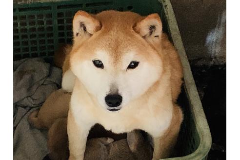 販売中の柴犬の親犬