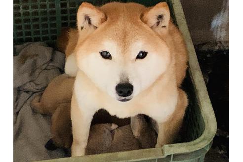 販売中の柴犬の親犬