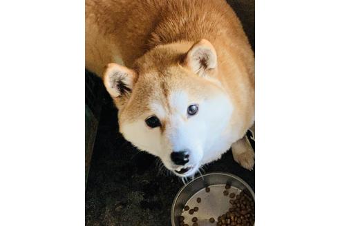 販売中の柴犬の親犬