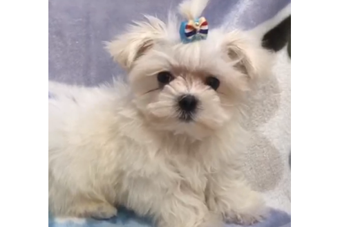 茨城県のマルチーズ 男の子 02 13生まれ ワクチン2回済みました 子犬id ブリーダーナビ