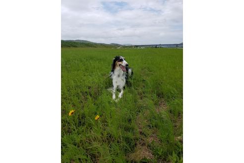 販売中のボルゾイの親犬