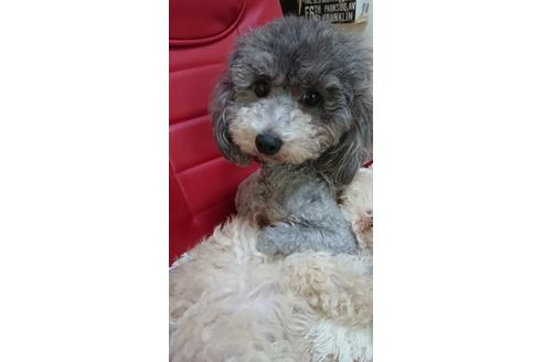 販売中のタイニープードルの親犬