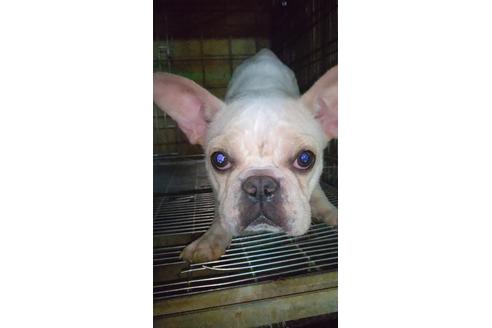 販売中のフレンチブルドッグの親犬