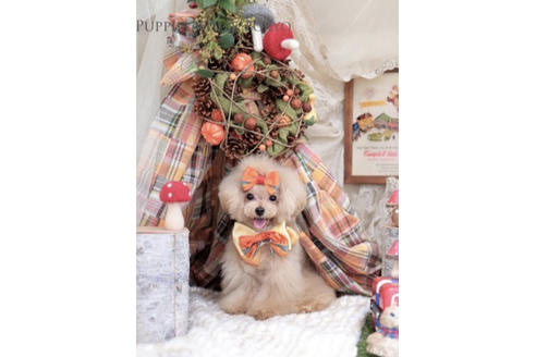 販売中のティーカッププードルの親犬