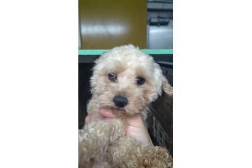 販売中のトイプードルの親犬