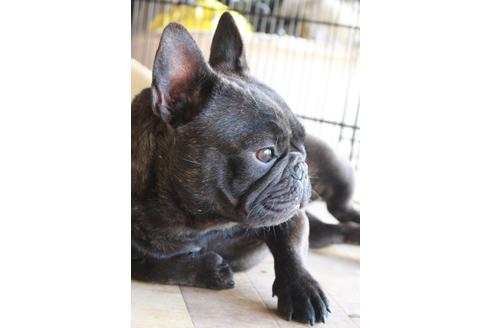 販売中のフレンチブルドッグの親犬