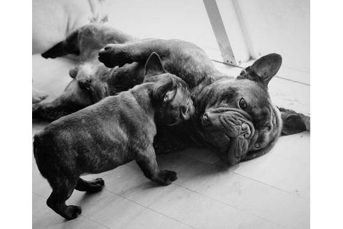 販売中のフレンチブルドッグの親犬
