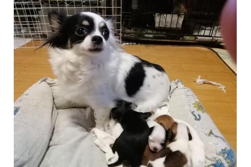 販売中のチワワ(ロングコート)の親犬