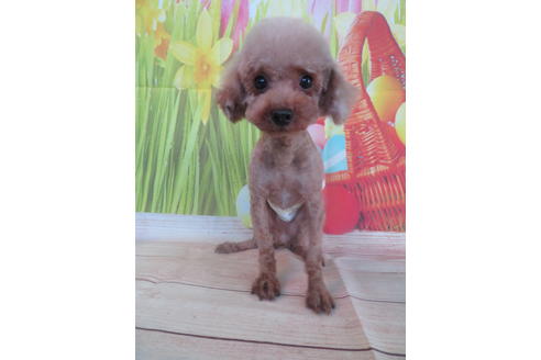 販売中のトイプードルの親犬