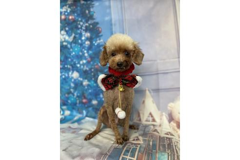 販売中のトイプードルの親犬