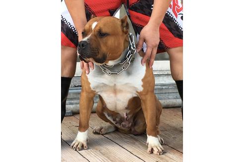 販売中のミックス犬の親犬