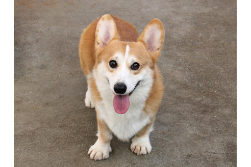 販売中のウェルシュコーギーペンブロークの親犬