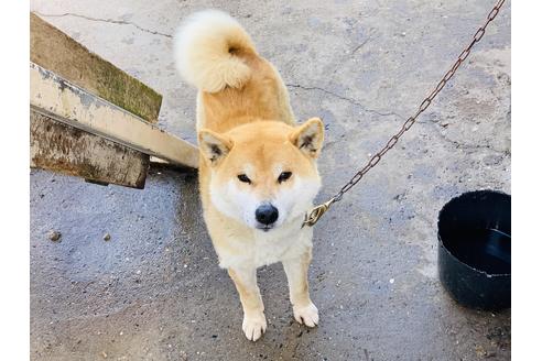 販売中の柴犬の親犬