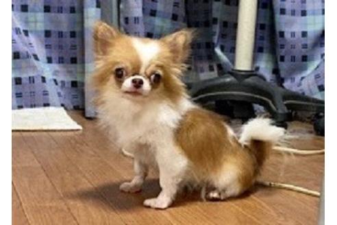 販売中のチワワ(ロングコート)の親犬