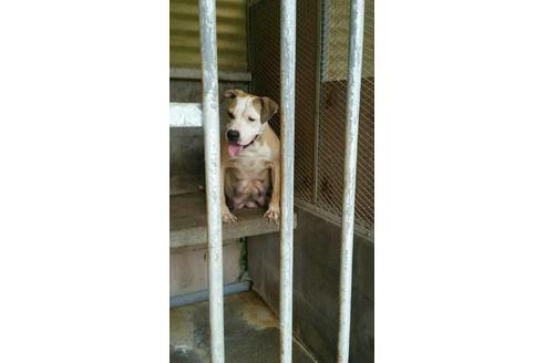 販売中のアメリカンピットブルテリアの親犬
