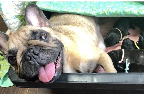 販売中のフレンチブルドッグの親犬