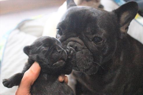 販売中のフレンチブルドッグの親犬
