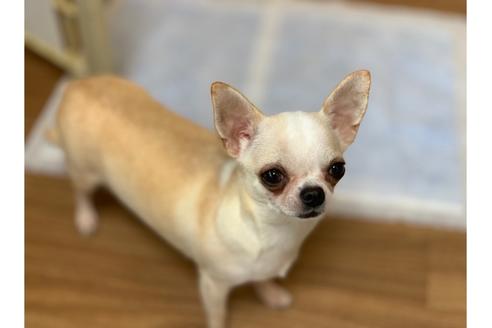 販売中のチワワ(スムースコート)の親犬