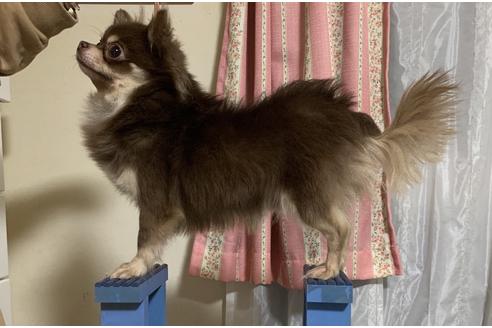販売中のチワワ(ロングコート)の親犬