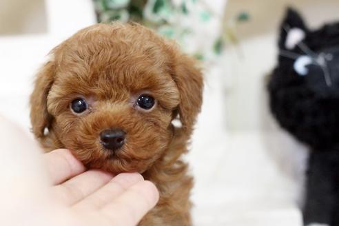 佐賀県のトイプードル 男の子 2020 03 14生まれ レッド 子犬id