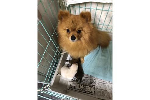 販売中のポメラニアンの親犬