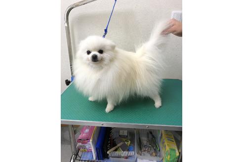販売中のポメラニアンの親犬