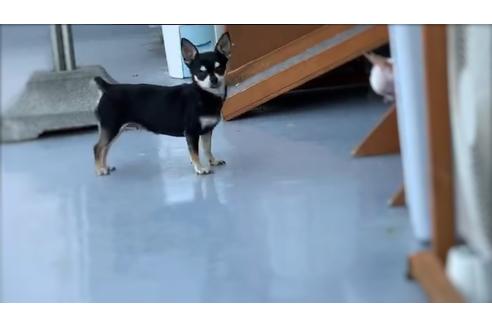 販売中のチワワ(ロングコート)の親犬