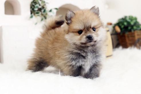 佐賀県のポメラニアン 男の子 2020 04 01生まれ オレンジ 子犬id 95921 ブリーダーナビ