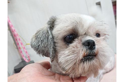 販売中のシーズーの親犬