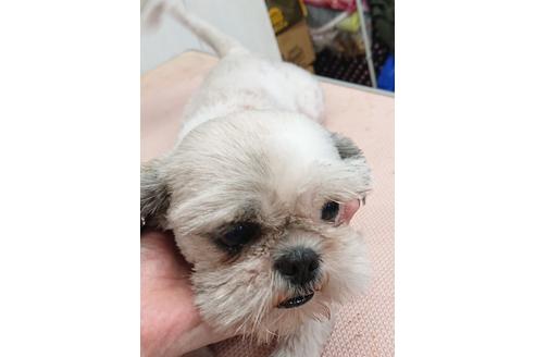 販売中のシーズーの親犬