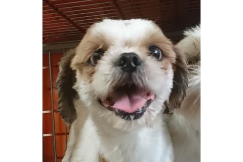 販売中のシーズーの親犬