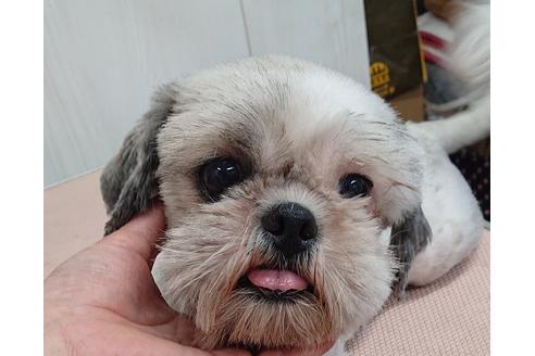 販売中のシーズーの親犬