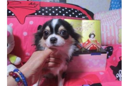 販売中のチワワ(ロングコート)の親犬
