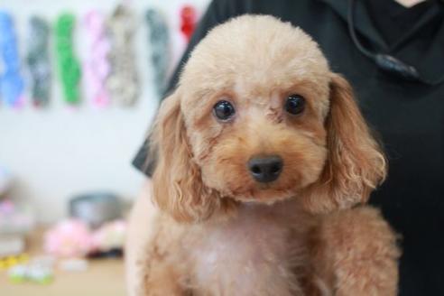 販売中のトイプードルの親犬