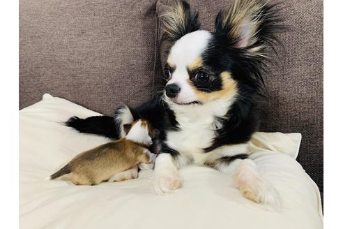 販売中のチワワ(ロングコート)の親犬