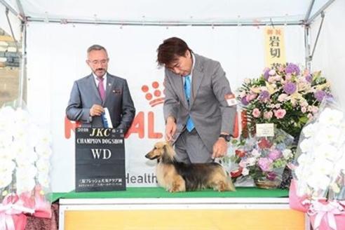 販売中のミニチュアダックスフンド(ロングヘアード)の親犬