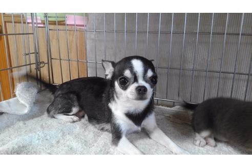 販売中のチワワ(ロングコート)の親犬