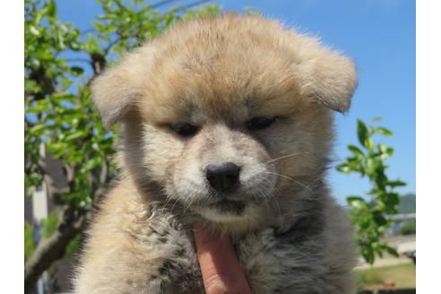 大型犬の子犬を探す ブリーダーナビ