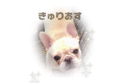 販売中のフレンチブルドッグの親犬