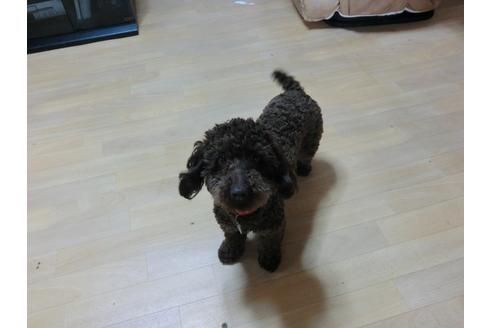 販売中のトイプードルの親犬