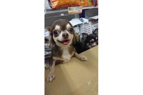 販売中のチワワ(ロングコート)の親犬