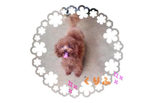 販売中のトイプードルの親犬